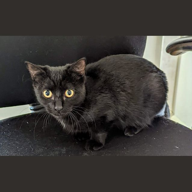 Photo of Anna ~ Meet Me @ Pet Stock Keysborough ❤️