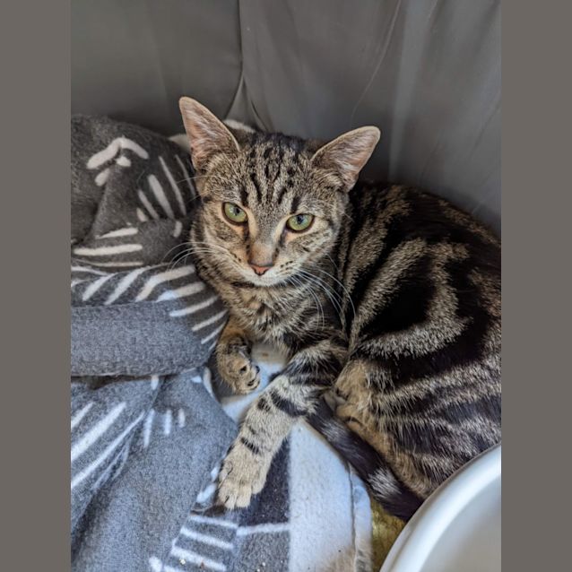 Photo of Sage ~ Meet Me @ Pet Stock Keysborough ❤️