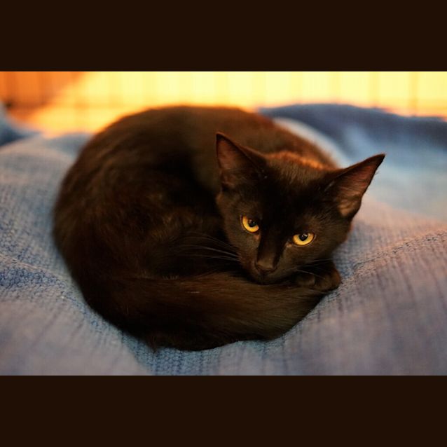 Photo of Fade