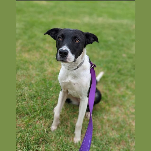 Photo of Stella