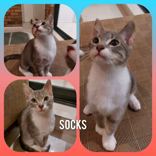 Photo of Socks