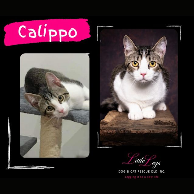Photo of Calippo