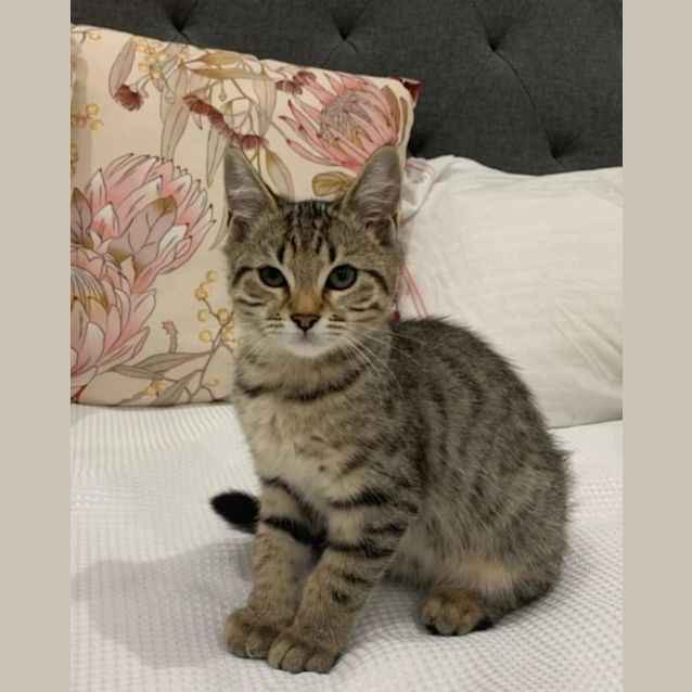 Photo of Hector