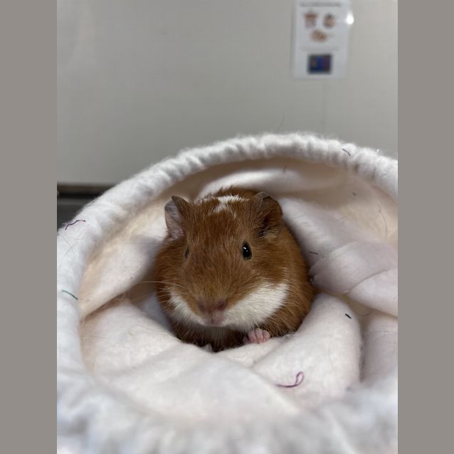 Photo of Sully