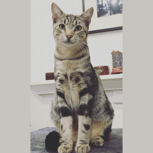 Photo of Baby Grey & Earl Grey 