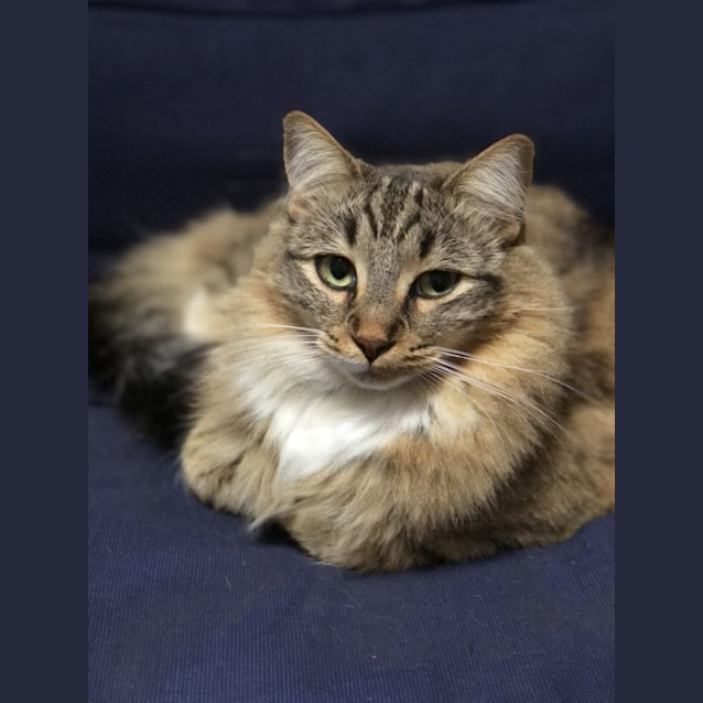 Photo of Baby Grey & Earl Grey 