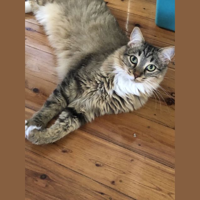 Photo of Baby Grey & Earl Grey 