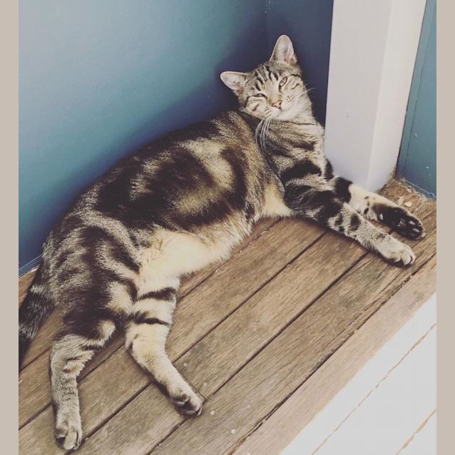 Photo of Baby Grey & Earl Grey 