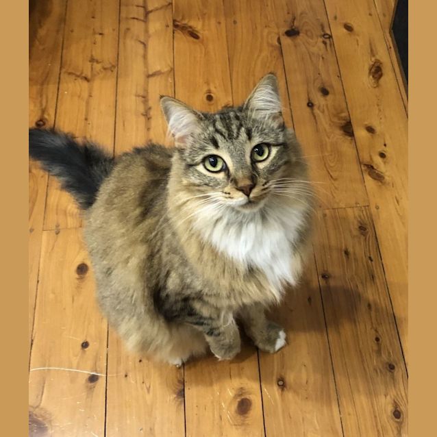 Photo of Baby Grey & Earl Grey 