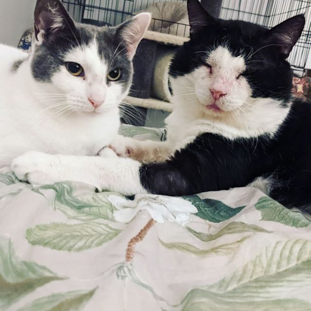 Photo of Shrek And Fiona   Located In Endeavour Hills