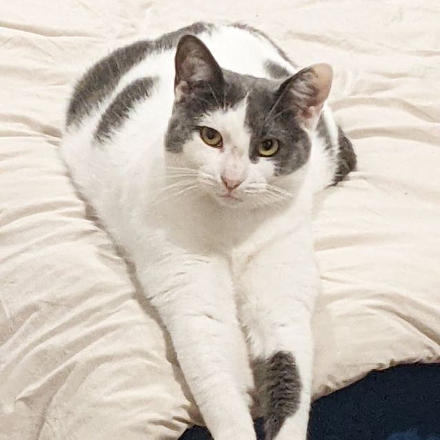 Photo of Shrek And Fiona   Located In Endeavour Hills