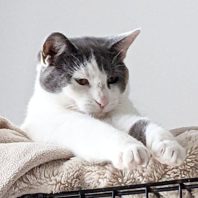 Photo of Shrek And Fiona   Located In Endeavour Hills