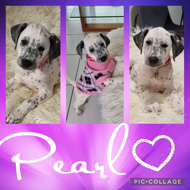 Photo of Pearl