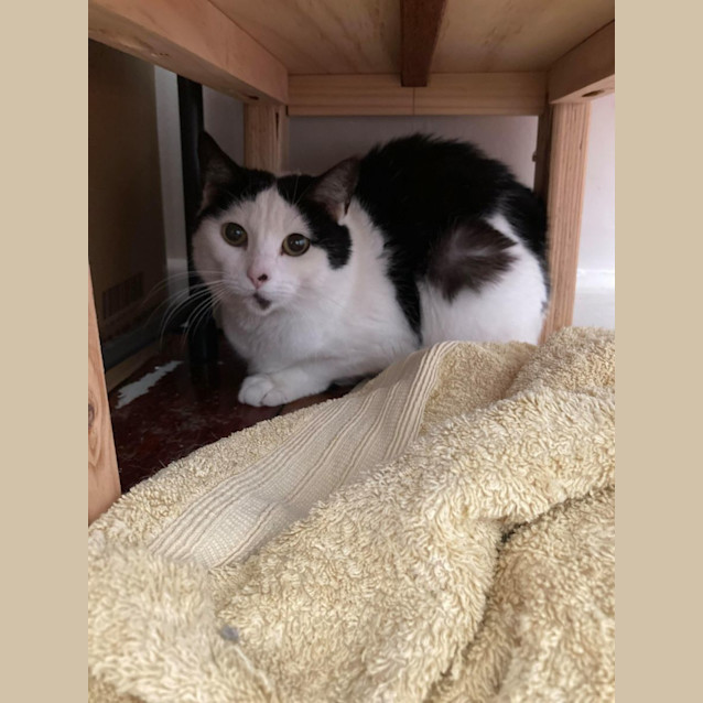 Photo of Kiwi