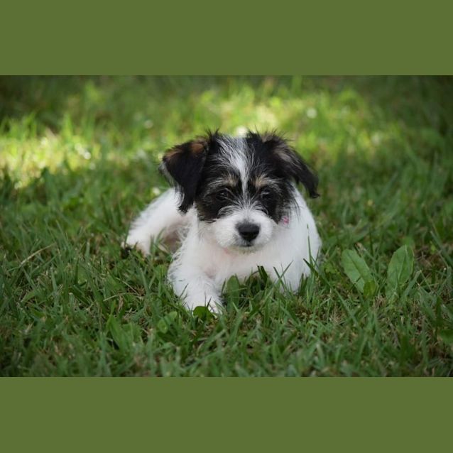 Penney - Small Female Maltese x Shih Tzu x Jack Russell Terrier Mix Dog in  QLD - PetRescue