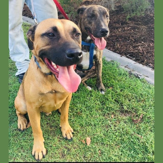 Photo of Teddy And Hank