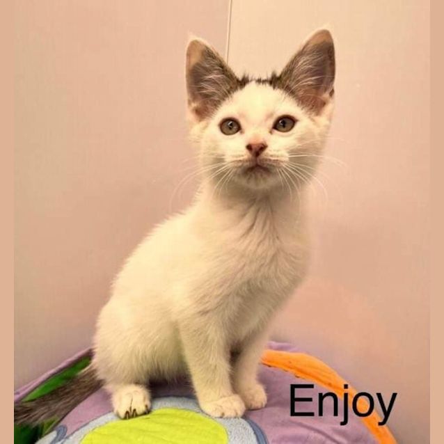 Photo of Enjoy