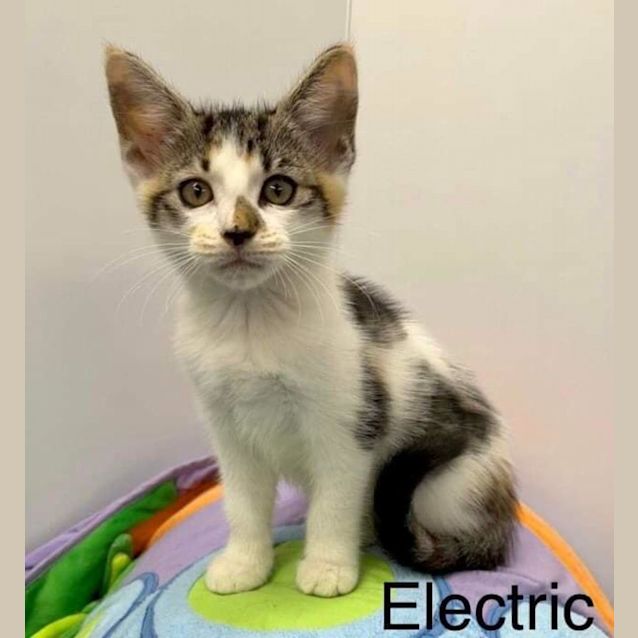 Photo of Electric