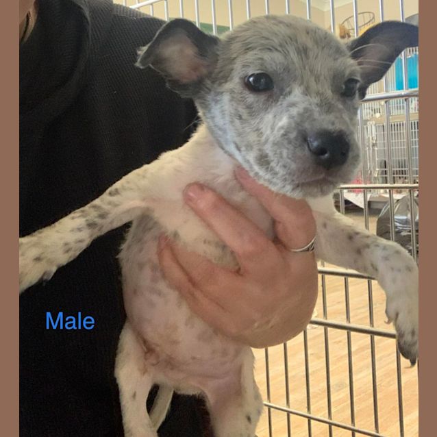 Photo of Stitch