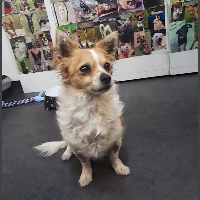 Kia - Small Male Fox Terrier, Wirehaired Mix Dog in VIC - PetRescue Kia - Small Male Fox Terrier, Wirehaired Mix Dog in VIC - PetRescue