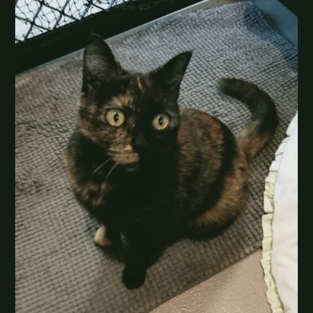 Photo of Calliope