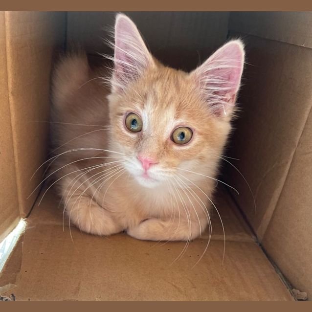 Photo of Macadamia & Walnut