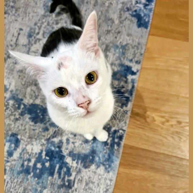 Photo of Bobo