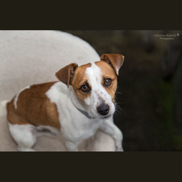 Photo of Django