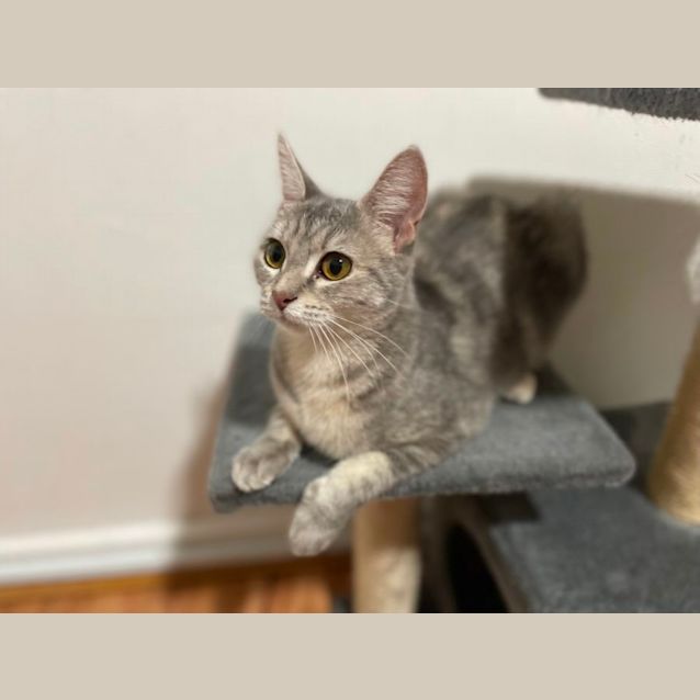 Photo of Almond   Located In St Kilda East