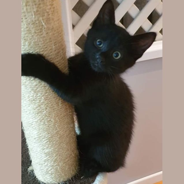 Photo of Jett