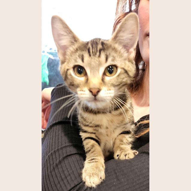 Photo of Snuggles 🤗  ~ Meet Me @Pet Stock Mornington Central