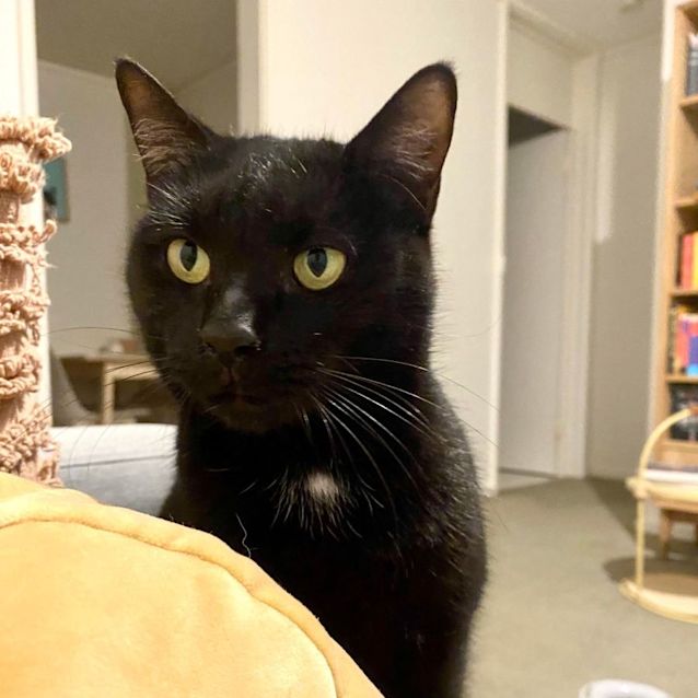 Photo of Lyra