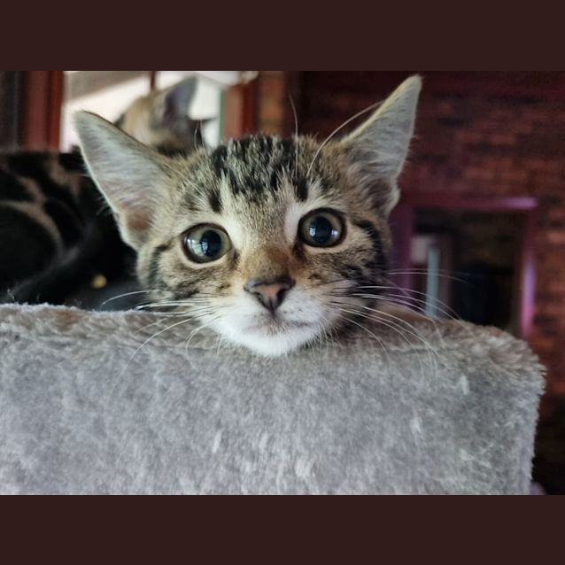 Photo of Vixen   Tabby