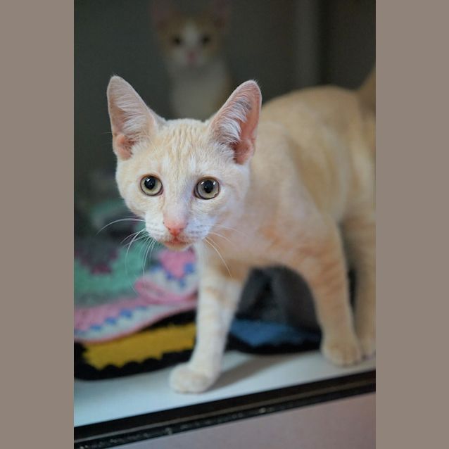 Photo of Darcy
