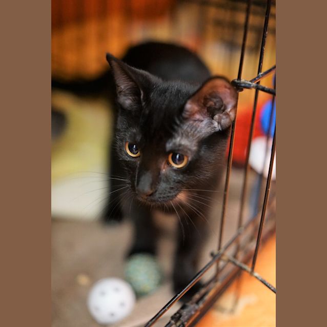 Photo of Rufio