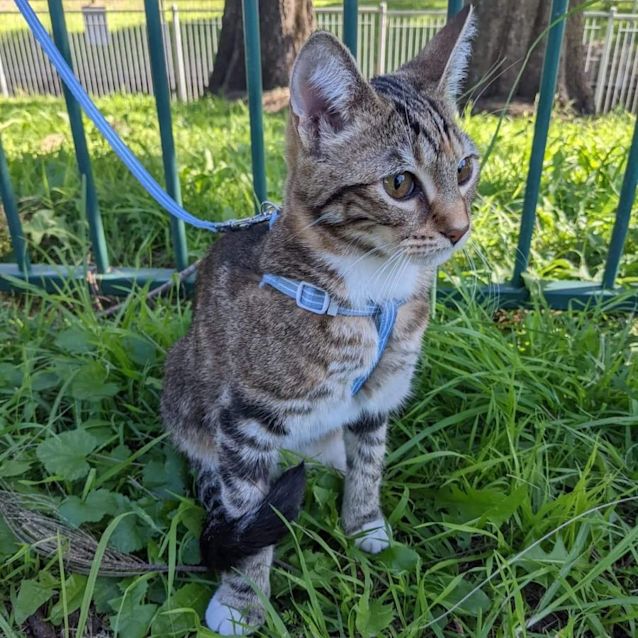 Photo of Tigress