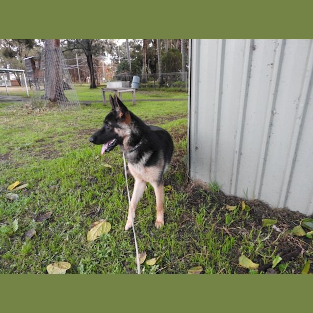 Photo of Loki   Meet And Greet Organised