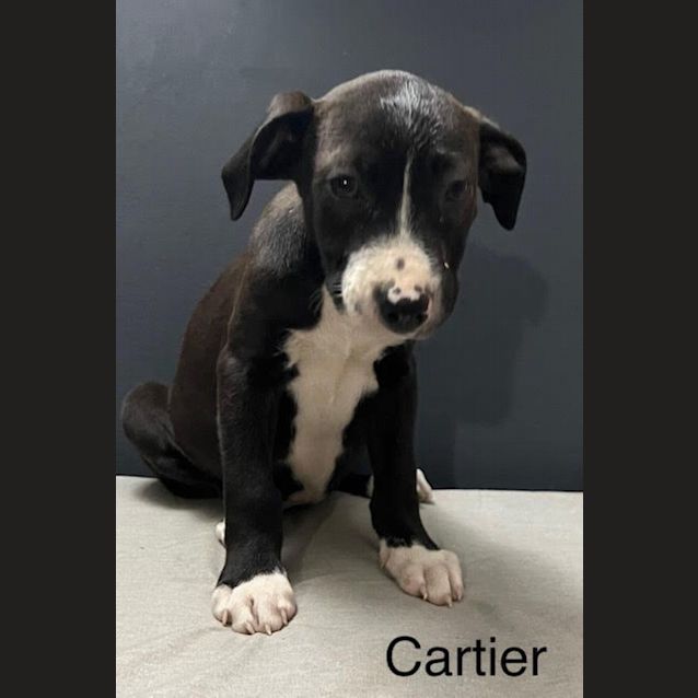 Photo of Cartier