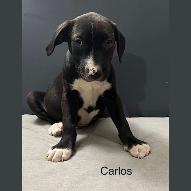 Photo of Carlos