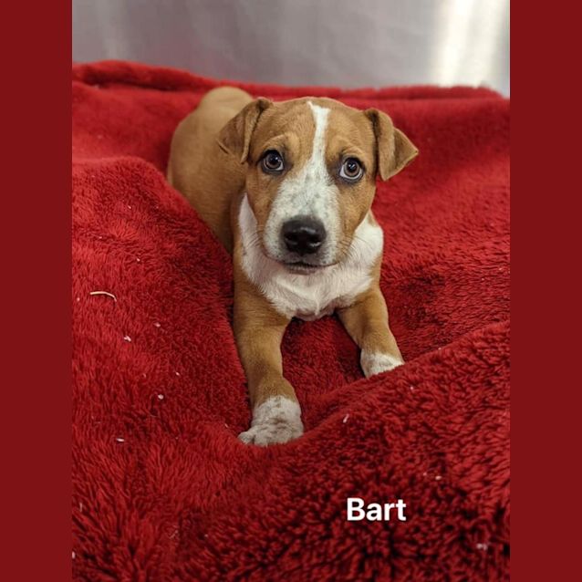 Photo of Bart