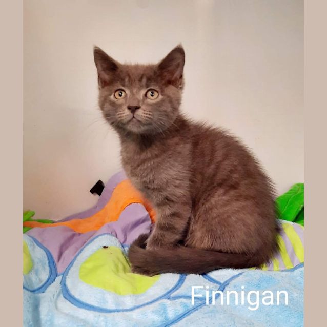 Photo of Finnigan