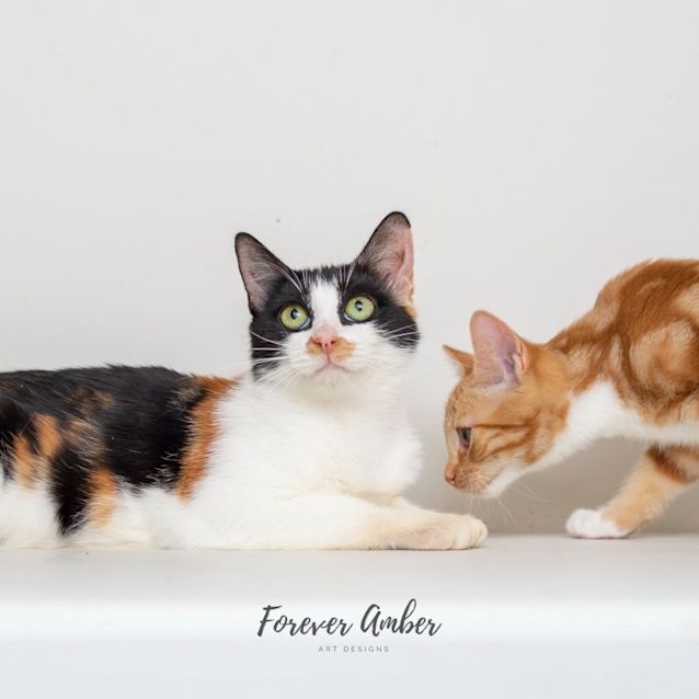 Photo of Booba **2nd Chance Cat Rescue**