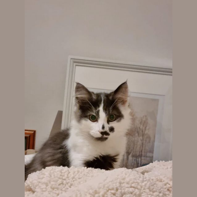 Photo of Mocha
