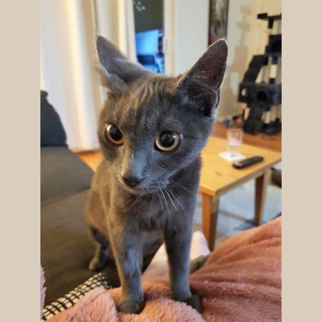 Photo of Desire   Located In Avondale Heights