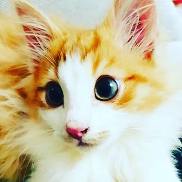 Photo of Simba