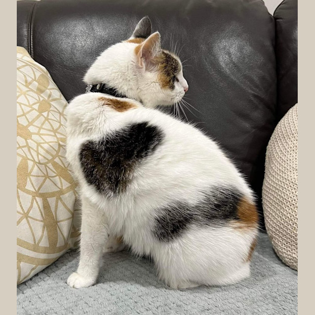 Photo of Shy
