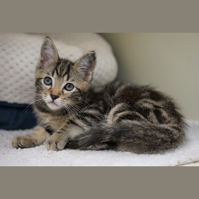 Photo of Cinder