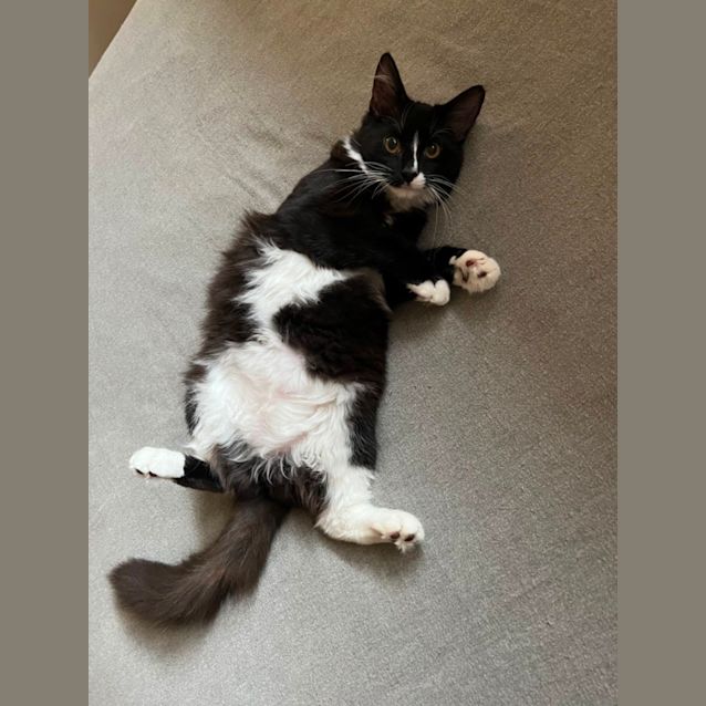 Photo of Bruno Meet Me @ Pet Stock Mornington 