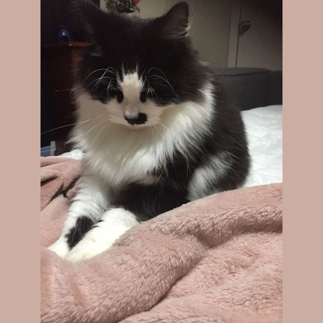 Photo of Willow And Maple