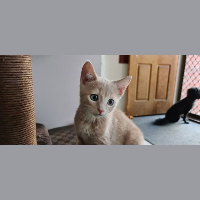 Photo of Rum